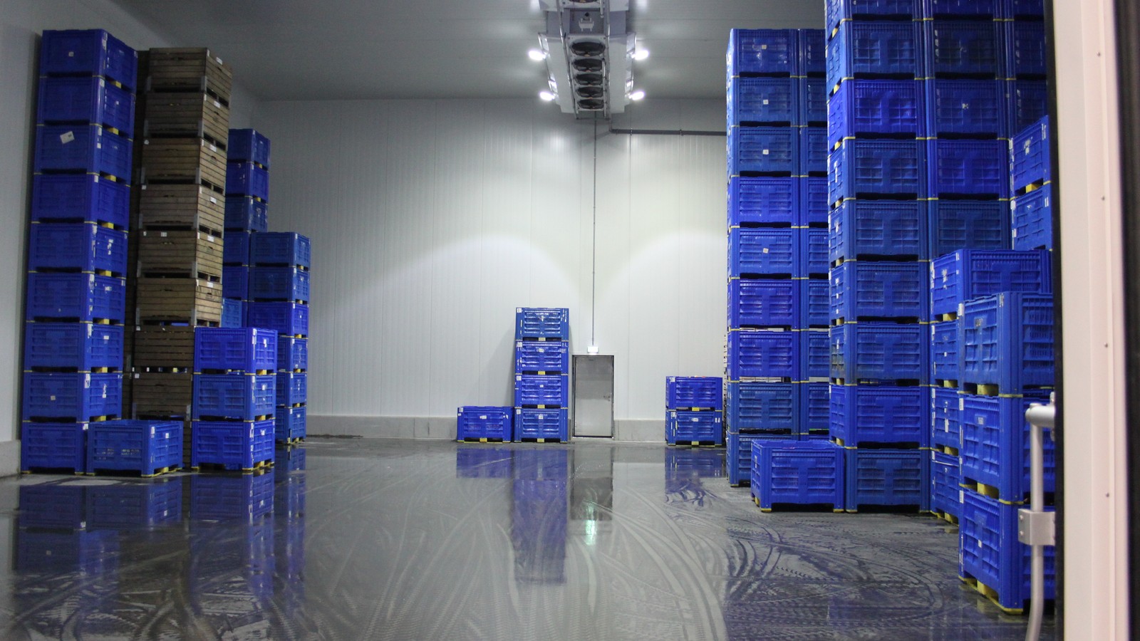 Refrigerated warehouse with stacked blue produce crates, overhead cooling units and a clear concrete aisle